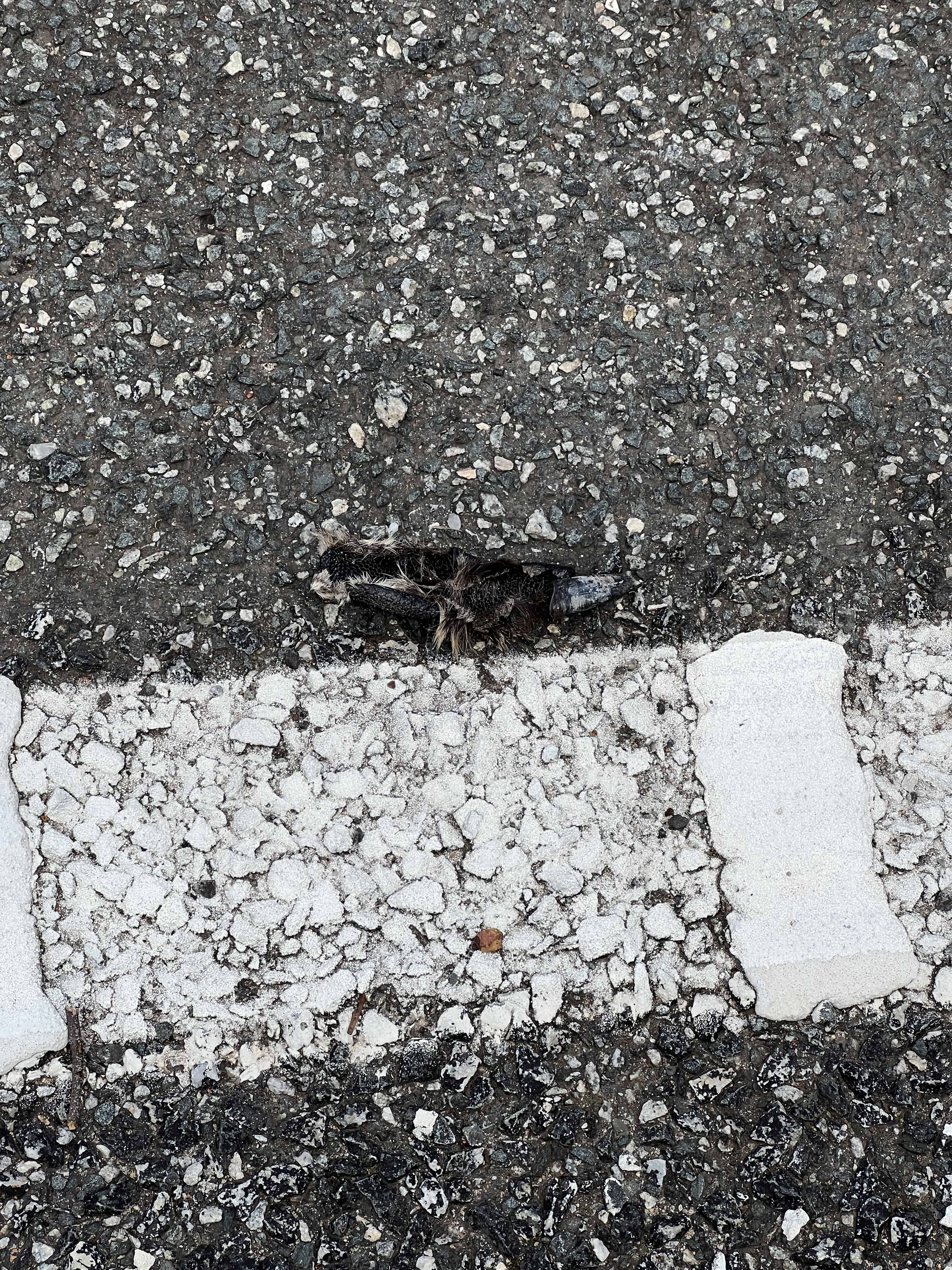 Dead kangaroo finger fragment on the roadside